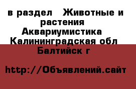  в раздел : Животные и растения » Аквариумистика . Калининградская обл.,Балтийск г.